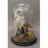 A Victorian taxidermy specimen of a Barn Owl, under a glass dome. 36 cm high.