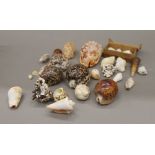 A collection of various seashells.