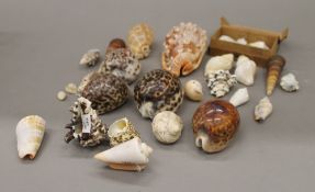 A collection of various seashells.