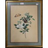 A pair of Victorian floral watercolours, framed and glazed. 32 x 44 cm.
