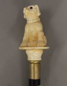 A walking stick with a carved bone handle formed as a dog. 99 cm long.