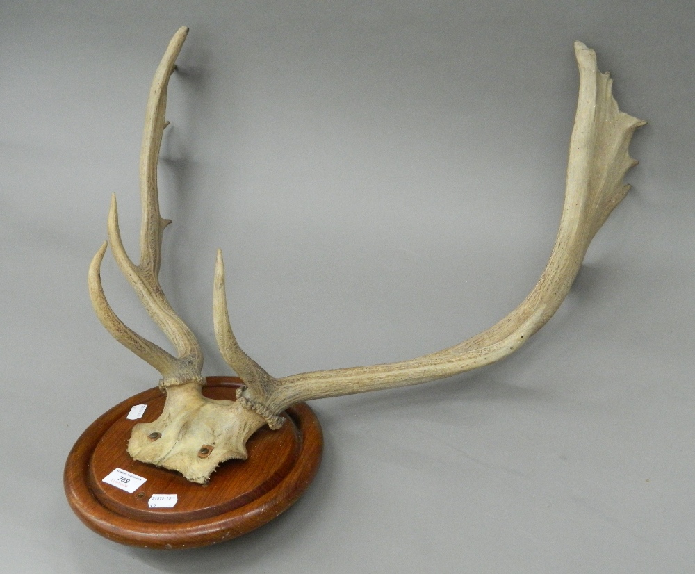 A pair of vintage antlers. 62 cm wide. - Image 2 of 2