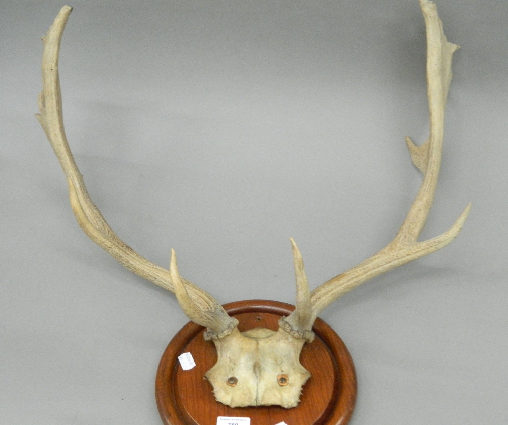 A pair of vintage antlers. 62 cm wide.