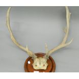 A pair of vintage antlers. 62 cm wide.