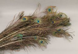 A quantity of peacock feathers