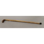 A Victorian Malacca cane with rhino horn handle. 81 cm long.