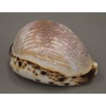 A carved conch shell inscribed with the Lord's Prayer. 9 cm long.
