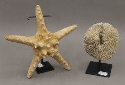 A preserved starfish and a coral specimen, each on metal display stands. The coral 13 cm high.