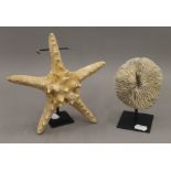 A preserved starfish and a coral specimen, each on metal display stands. The coral 13 cm high.