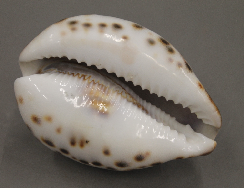 A carved conch shell inscribed with the Lord's Prayer. 9 cm long. - Image 3 of 3