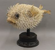 A taxidermy specimen of a pufferfish on a display plinth. 29 cm high.