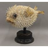 A taxidermy specimen of a pufferfish on a display plinth. 29 cm high.