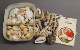 A collection of various seashells