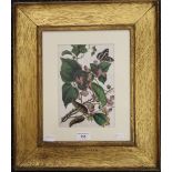 A 19th century Chinese watercolour on rice paper, Flowers and Butterflies, framed and glazed. 14.