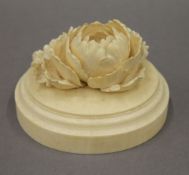 A 19th century Japanese ivory chrysanthemum, the underside with inset seal mark. 7 cm high.