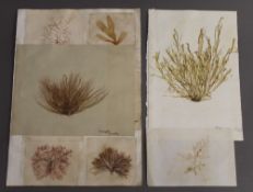 A collection of Victorian dried seaweeds specimens