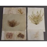 A collection of Victorian dried seaweeds specimens