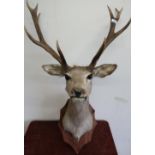 Taxidermy study of a deer head and antler mount