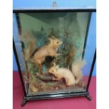 Late Victorian ebonised case taxidermy study of two red squirrels in naturalistic setting (45cm x