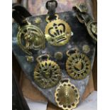Heavy horse leather breast plate set with six brasses, vintage blue bird luxury assortment sweet