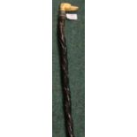 Victorian bulls pizzle walking stick with added carved Ivory dogs head grip