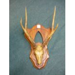 Mounted taxidermy study of six point set of antlers with skull, mounted on wooden shield