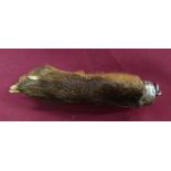Taxidermy mounted foxes paw with silver hallmarked hanging mounts marked H.M.S Bramham Moor Hunt