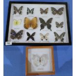 Framed and mounted taxidermy display of butterflies and another of a moth (2)