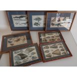 Seven framed and mounted natural history coloured book plate prints including sea shells, fish,