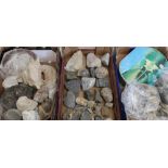 Collection of sea shells, fossils, geological samples, with a selection of books relating to