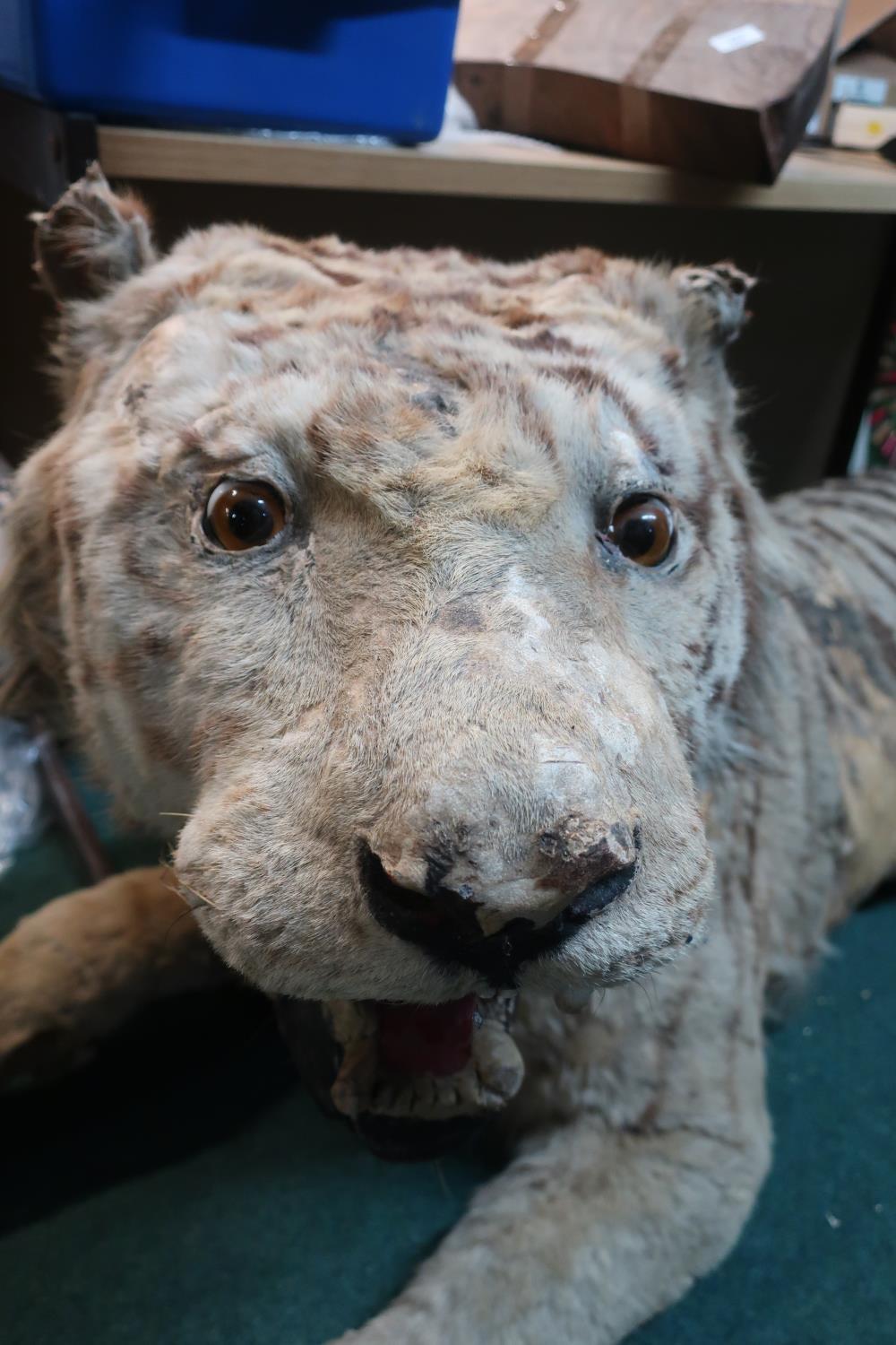 Victorian taxidermy study of a Bengal tiger, full mount in lying position with open mouth ,