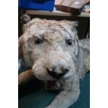 Victorian taxidermy study of a Bengal tiger, full mount in lying position with open mouth ,