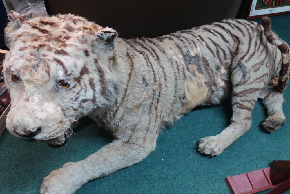 Victorian taxidermy study of a Bengal tiger, full mount in lying position with open mouth , - Image 2 of 3