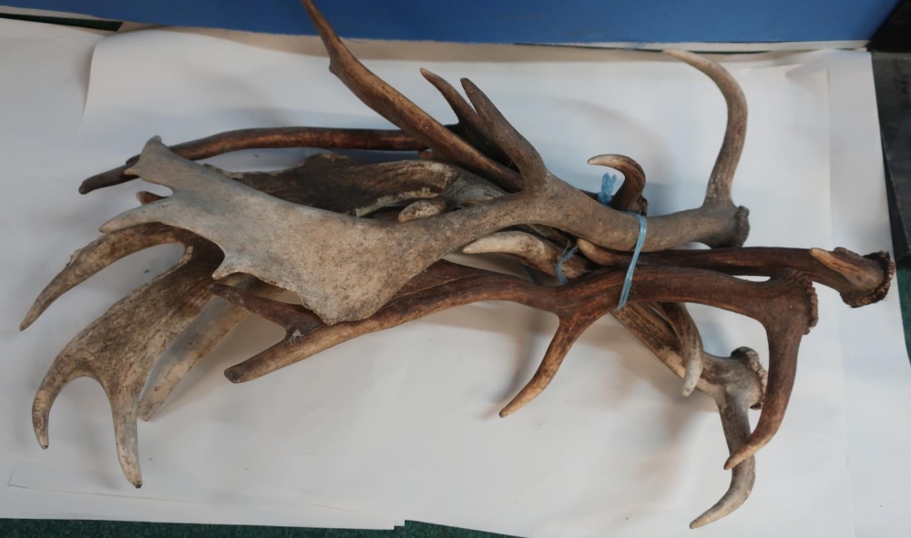 Selection of various fallow deer antlers suitable for mounting or stick making