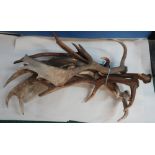 Selection of various fallow deer antlers suitable for mounting or stick making