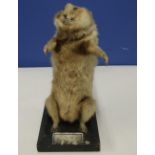 Edwardian taxidermy study of a small mammal on rectangular wooden base