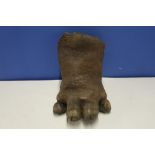 Late Victorian taxidermy hippos four toed foot