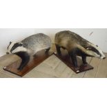 Pair of taxidermy studies of juvenile badgers on rectangular wooden plinths