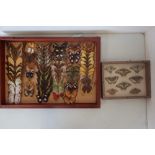 Edwardian rectangular mounted taxidermy display of various butterflies and moths (35.5cm x 51cm),