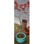 Turquoise glazed circular planter, set with an Acer type shrub (40cm x 60cm)