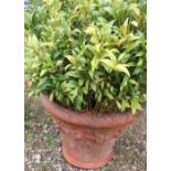 Large Whichford terracotta planter, relief moulded with flowers, set with (x 67cm)