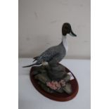 Border Fine Arts Winter Fowl of the World model of a Pintail, A0478 by Don Briddell