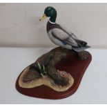 Border Fine Arts Winter Fowl of the World model of a Mallard, A0477 by Don Briddell (height 46cm)