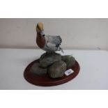 Border Fine Arts Winter Fowl of the World model of a Widgeon, A0479 by Don Briddell