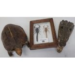 Framed and mounted taxidermy display of two scorpions, taxidermy study of a tortoise, and a small