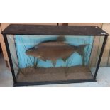 Edwardian cased taxidermy study of a large Bream in naturalistic setting (82cm x 25cm x 52cm)