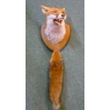 Taxidermy study of a fox, mask on oak shield with associated brush tail