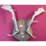 Pair of fallow deer antlers mounted on wooden shield