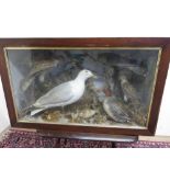 Late Victorian rosewood and faux rosewood cased taxidermy study of various wild birds including