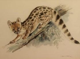 Eileen A Soper (1905-1990): 'Genet', watercolour, signed, 37cm x 55cm, with Mall Galleries Society